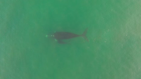 Aerial-view-of-Southern-Right-Whale-and-newborn-calf-in-False-Bay-at-Fish-Hoek,-South-Africa