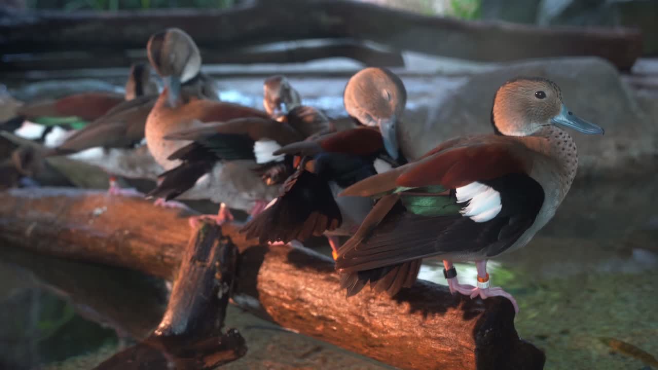 группа кольчатых чирков callonetta leucophrys, сидящих на боку