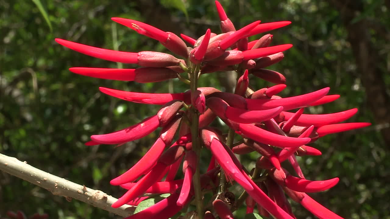 planta de erythrina speciosa con sus bayas largas, puntiagudas y rojas