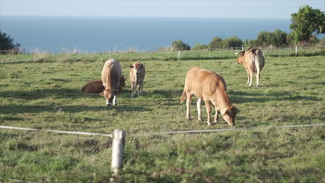 cows and calves grazing by ocean, sunny day, ethical meat farming