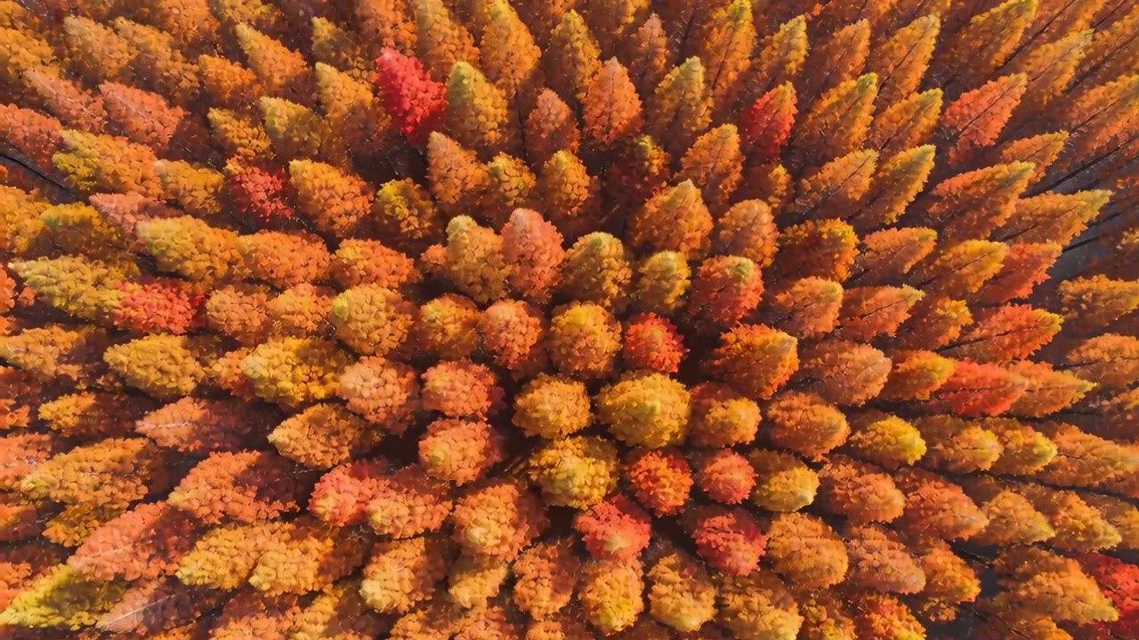 Drifting drone filming shifting colors of conical treetop crowns over forest, revealing red crowns