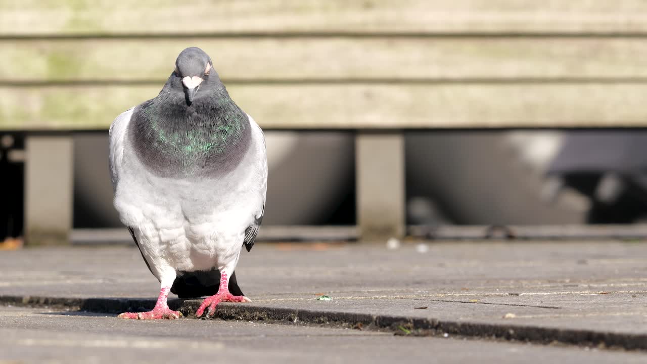 Piccione selvatico in piedi su una strada cittadina circondato da altri piccioni in un ambiente urbano affollato. Interazione comune con la fauna selvatica urbana.