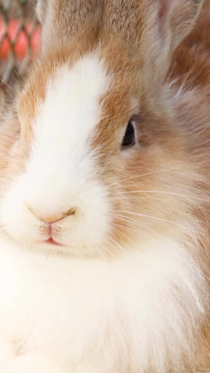 Coniglio soffice marrone e bianco che si rilassa tranquillamente