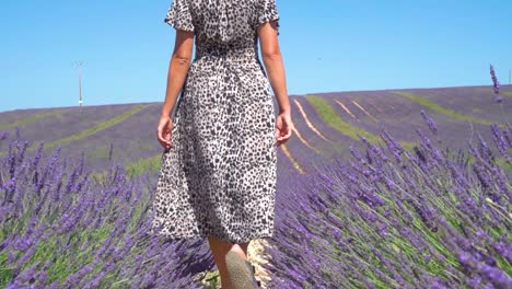 young woman gently walking through the beautiful purple lavender fields in provence, france.