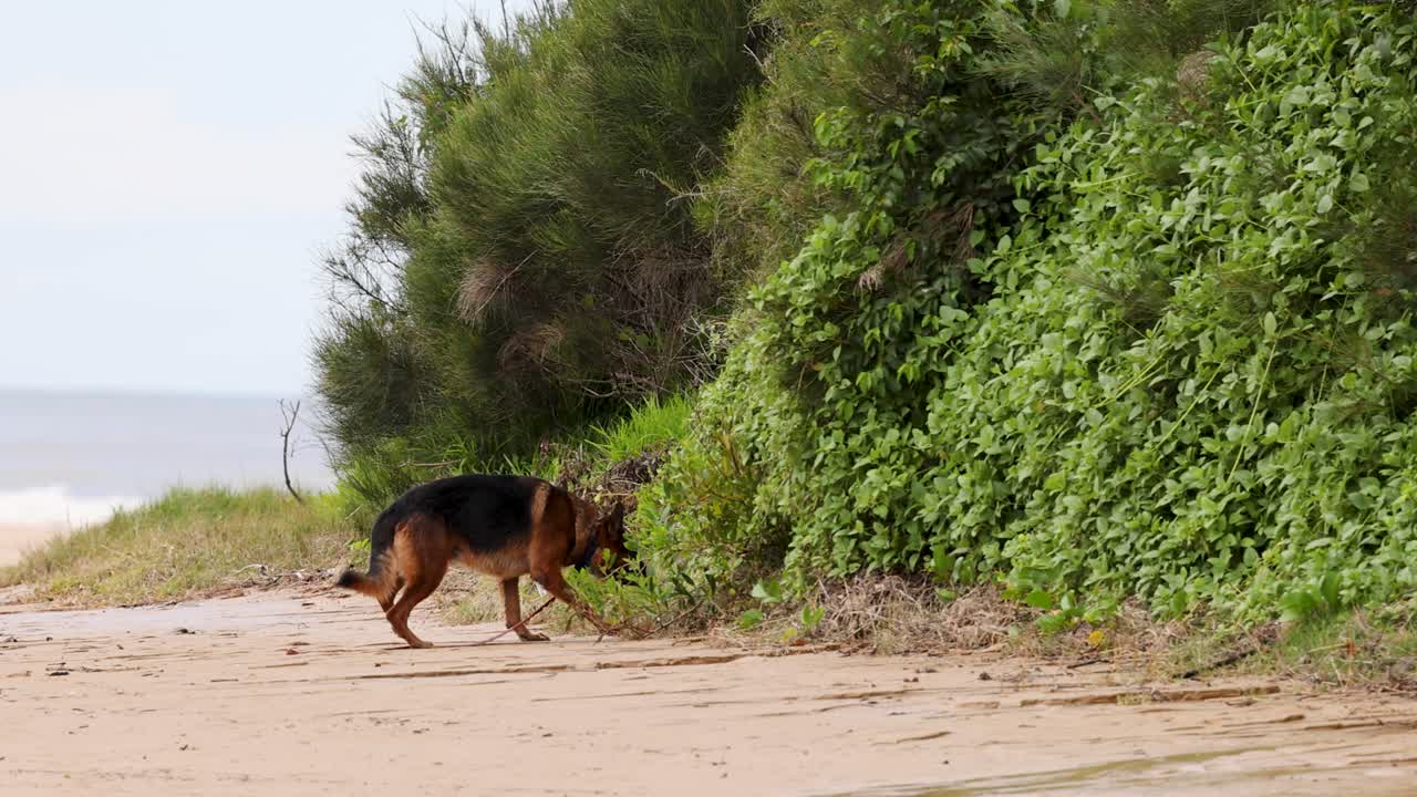 A German Shepherd investigates lush greenery along a serene beach, under soft daylight, capturing a moment of curiosity and nature