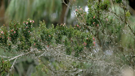 bosque y vegetación, plantas de cerca