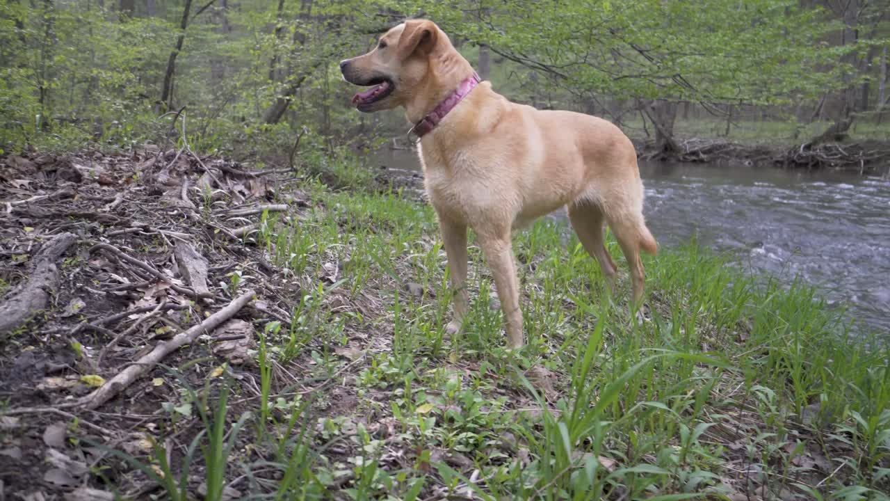 Dog by the river