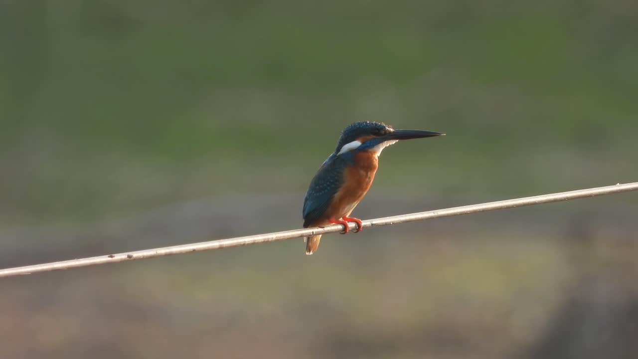 зимородок в районе пруда .