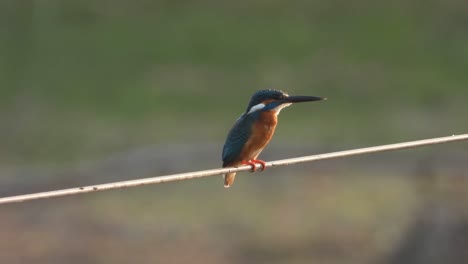 kingfisher in pond area .