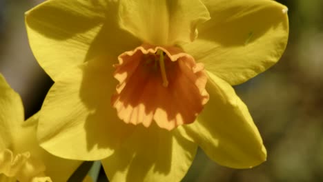 amarillo ecu, narcisos anaranjados y flores de trompeta de narciso