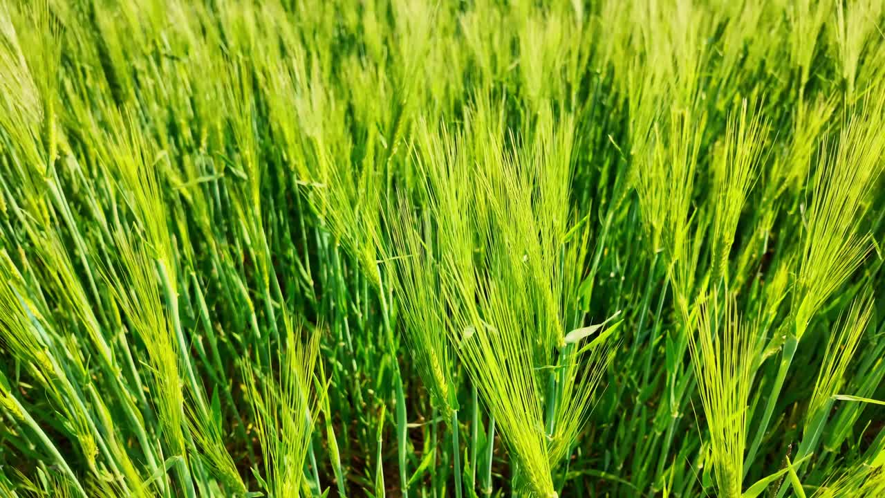 Lush green wheat field swaying gently in springtime sunlight at the very beginning growth.