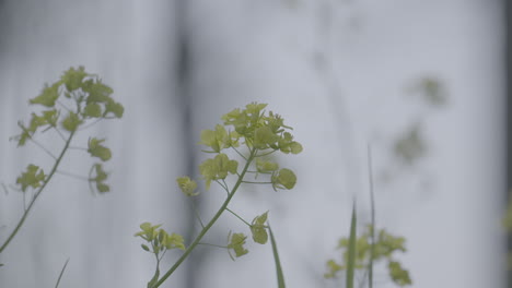 Close-up-shot-of-yellow-flowers-waving-in-slowmotion-in-a-light-breeze-on-a-grey-day-LOG