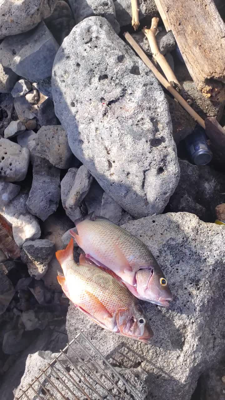 Top down Handheld vertical video capturing raw texture and vibrant colors of multiple freshly caught snapper fishes, being laid out one by one on volcanic rocks