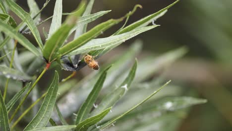 bee consuming leaf in close-up view