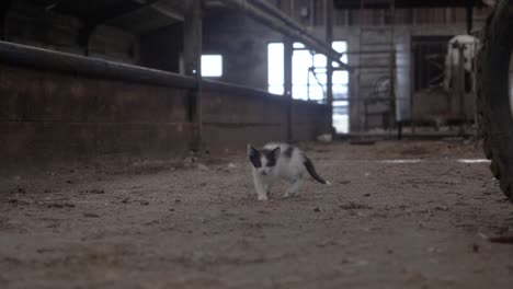 homeless black and white young cat kitten moving towards the camera