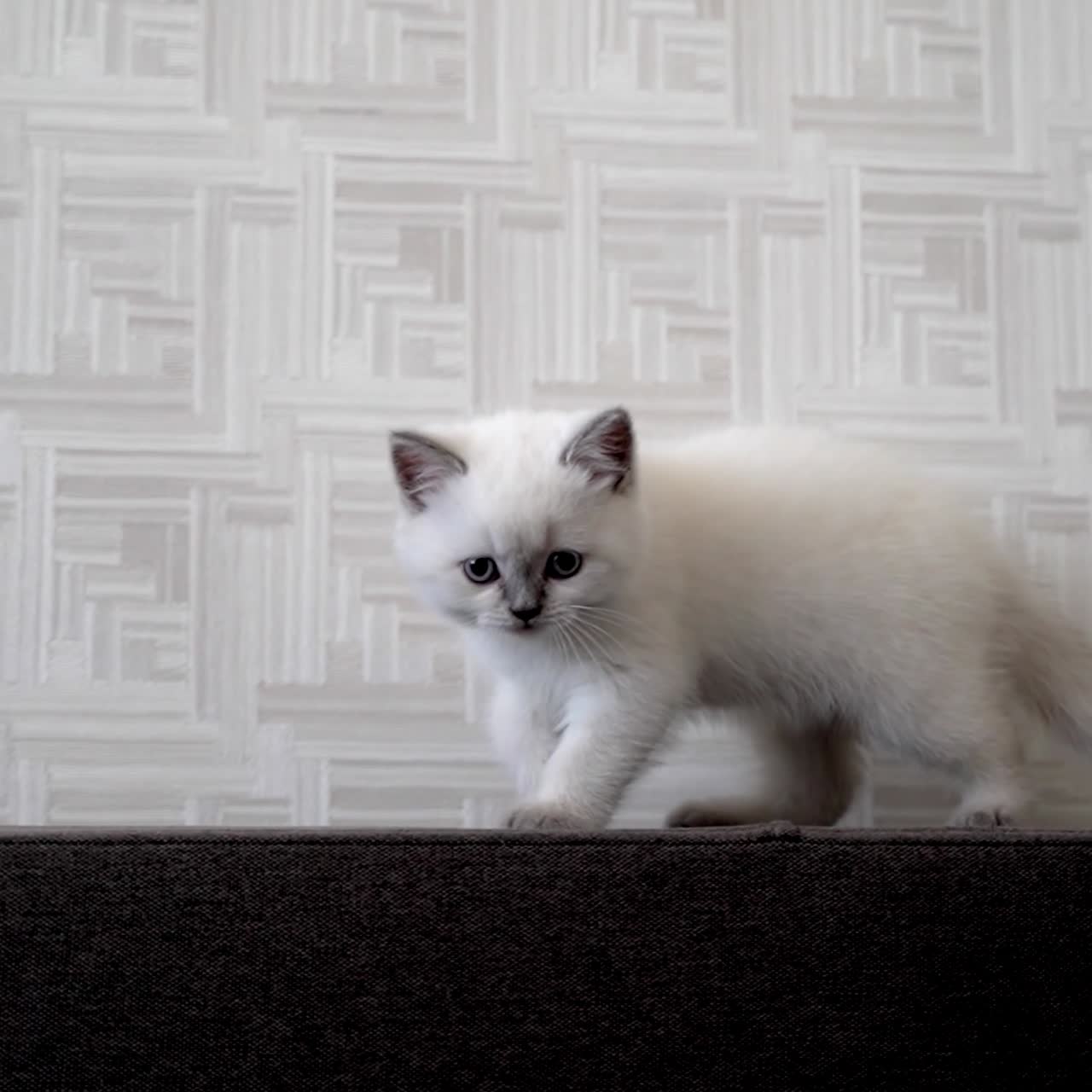 Simpatico gatto sul divano