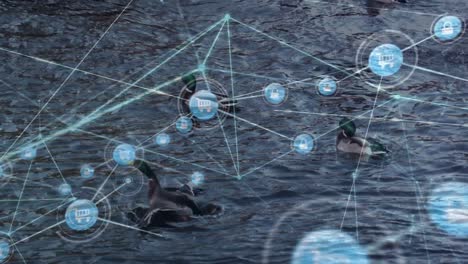 animation of network of connections with icons over ducks