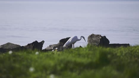 closer afternoon view footage in other perspective from a stepping forward stork on the shore of zamárdi, lake balaton