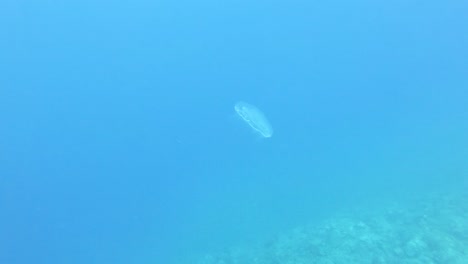 Close-up-of-a-jellyfish-slowly-making-its-way-through-clear-blue-ocean-water