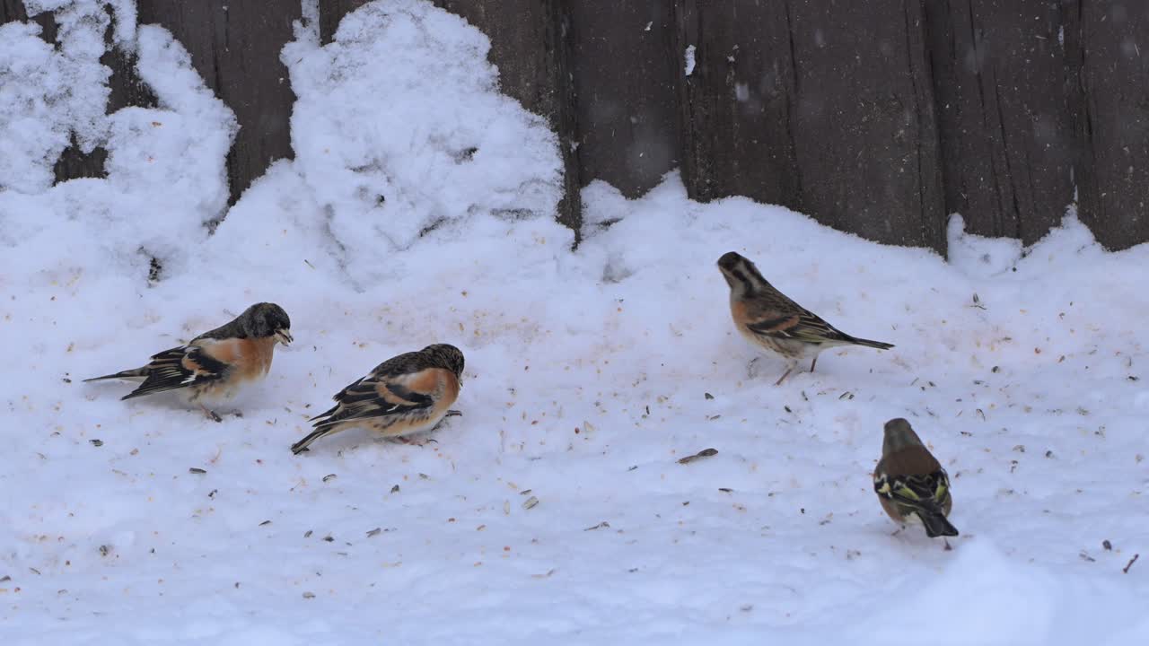 Eurasian Chaffinches search for seeds in snow beneath fence during gentle winter snowfall in Norway.