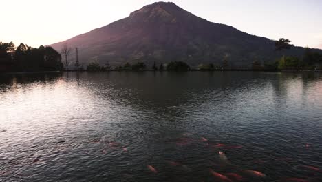 Panoramic view of Mount Sumbing Volcano over lake with koi carp fish in Embung Kledung, Java, Indonesia.