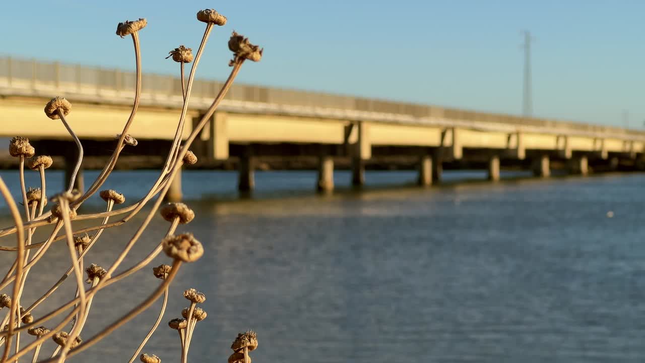 Close-up of a shrub with a bridge in the background and river water