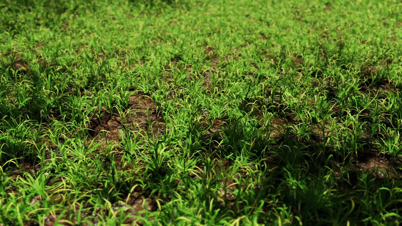 volando sobre el prado