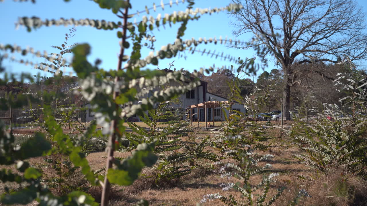 View of the house on a eucalyptus farm as seen through the rows of young trees