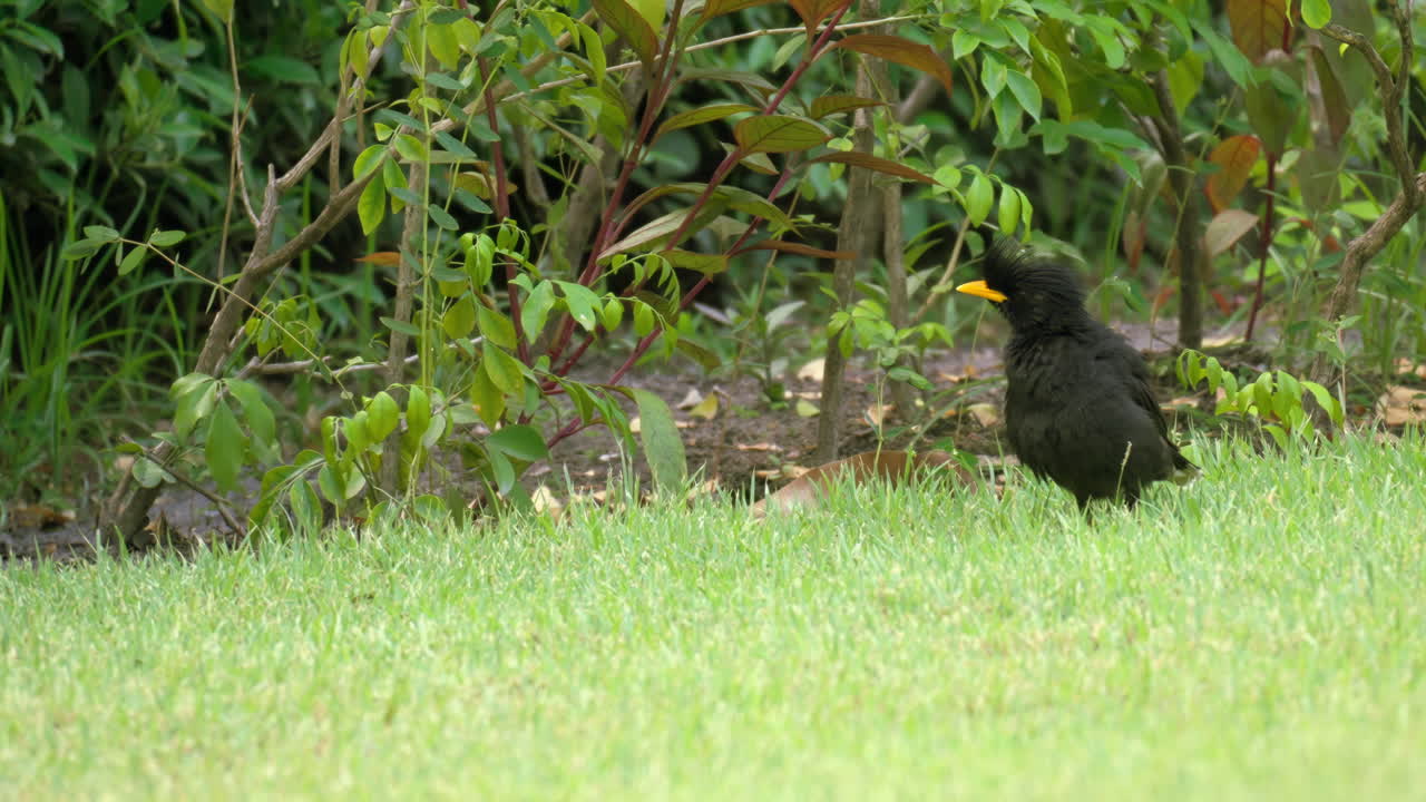 myna grande o myna de ventilación blanca en busca de alimento en el prado cubierto de hierba, alerta mirando a su alrededor