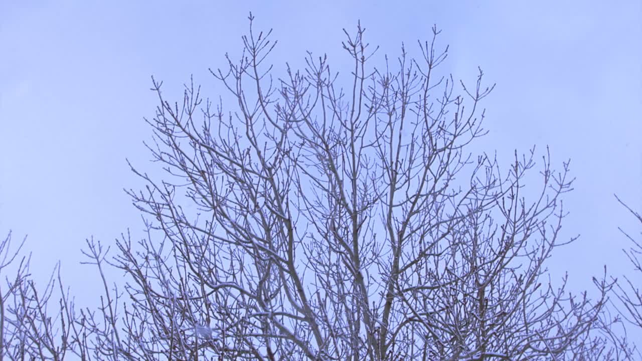 雪が降るときの木の枝のスローモーション傾斜ショット