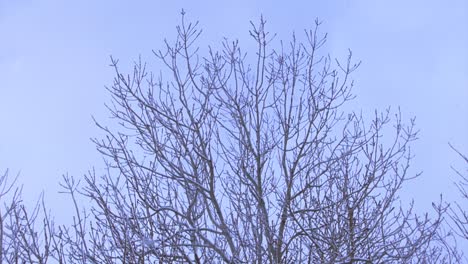 toma de inclinación en cámara lenta de las ramas de los árboles mientras cae la nieve
