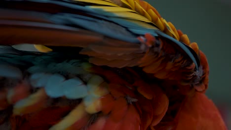 plumas vibrantes distintivas del loro guacamayo escarlata