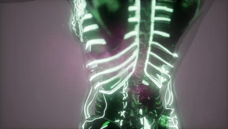 cuerpo humano con vasos sanguíneos brillantes