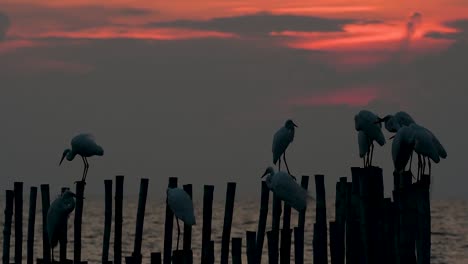 The-Great-Egret,-also-known-as-the-Common-Egret-or-the-Large-Egret