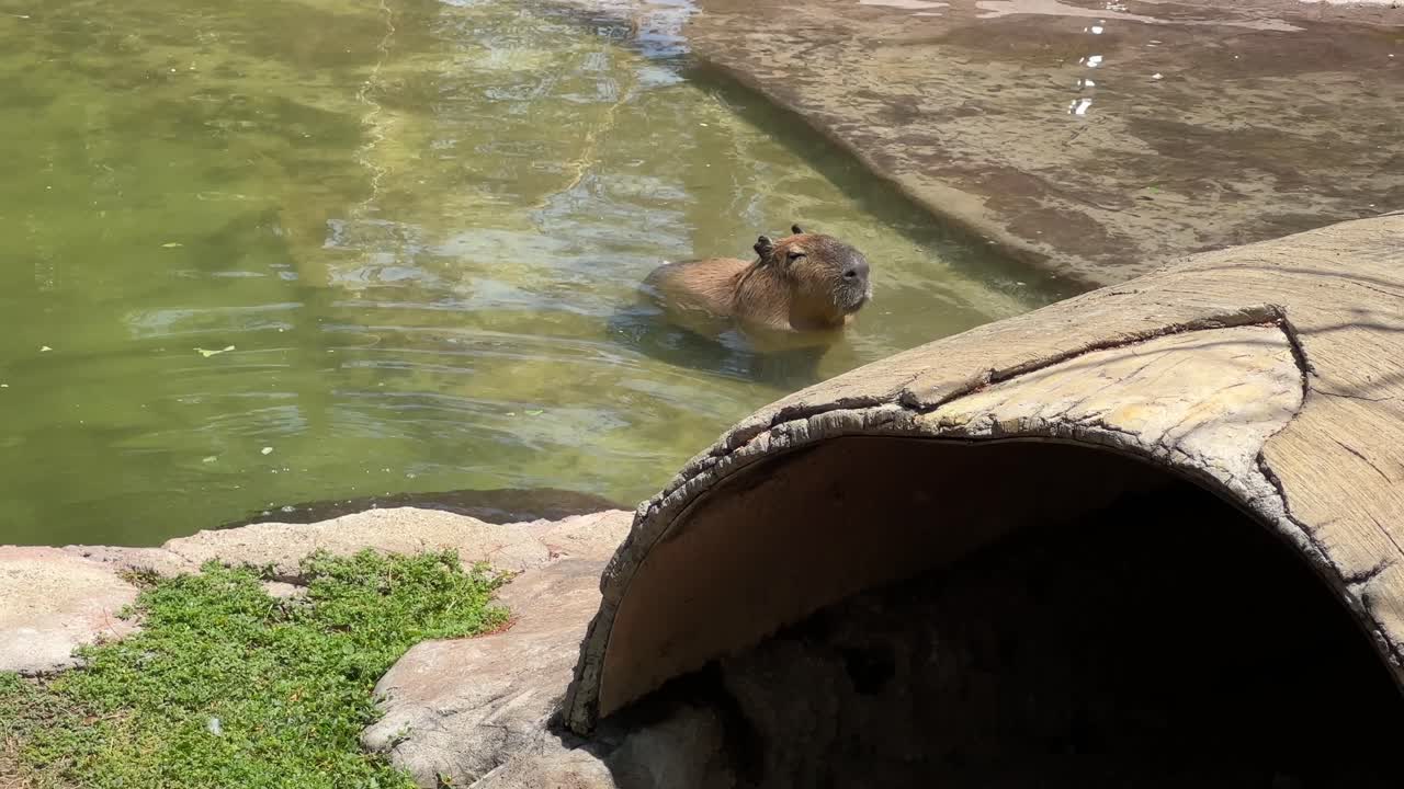 Two capybaras swimming in shallow water near artificial shelter in zoo habitat. Semi-aquatic rodent in sunny enclosure. Wildlife and animal behavior concept for design and print