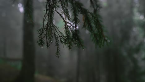 Nahaufnahme-Von-Nadelzweigen-Mit-Regentropfen-Darauf-In-Einem-Dunklen-Wald