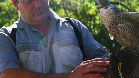 Falkenadler-Hockt-Auf-Der-Hand-Des-Mannes