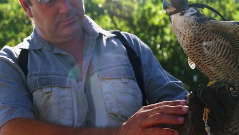 águila halcón posada en la mano del hombre
