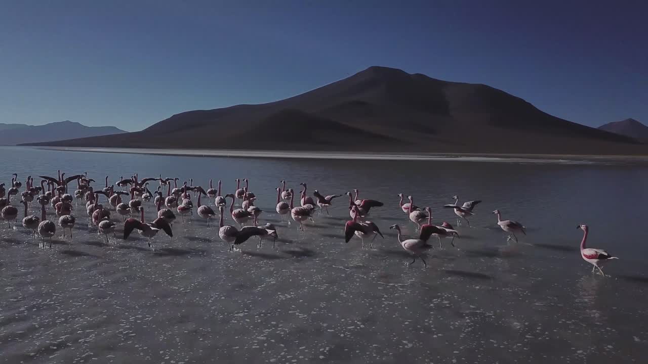 Paraíso Sul-Americano, Uma Cena de Beleza Serena é Revelada com um Bando de Flamingos, Pintando a Superfície da Água com uma Explosão de Cores Vibrantes