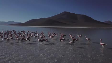 In-Dieser-Südamerikanischen-Oase-Offenbart-Sich-Eine-Szene-Heiterer-Schönheit-Mit-Einem-Schwarm-Flamingovögeln,-Die-Die-Wasseroberfläche-In-Leuchtende-Farben-Tauchen