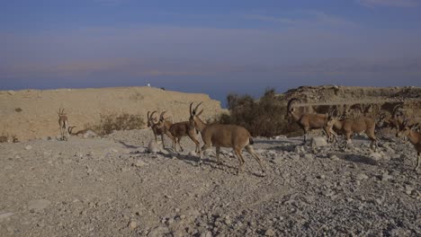 Nubischer-Steinbock,-Der-In-Der-Wüste-Spazieren-Geht