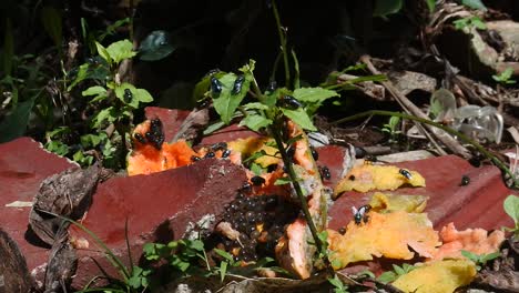 the fly eats rotten papaya