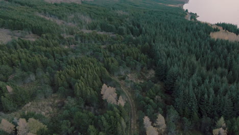 view from above at lush forest on lake shore and hidden cabin