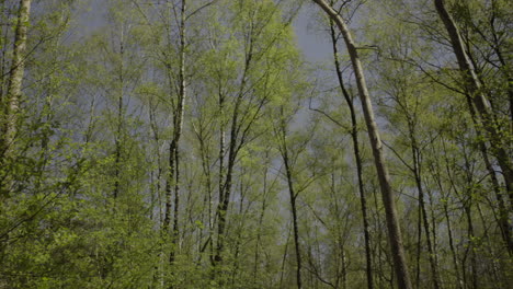Die-Schöne-Beruhigende-Szene-Im-Tiefen-Wald-Im-Frühen-Frühling-Mit-Blauem-Klarem-Himmel-Im-Hintergrund