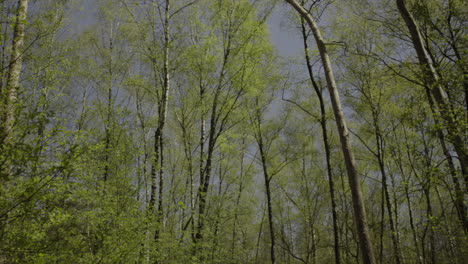 the beautiful calming scene in the deep forest in the early spring with blue clear sky in the background