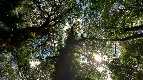 Las-Copas-De-Los-Robles-Desde-Abajo-Con-El-Cielo-Y-El-Sol-Entre-Sus-Hojas-En-Un-Día-De-Verano-En-El-Húmedo-Y-Protegido-Bosque-Del-Norte-Con-Musgo,-Fotografiadas-Desde-Abajo-Hacia-Arriba,-Ordes,-Galicia,-España