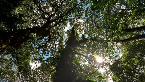 the tops of the oak trees from below with the sky and the sun between their leaves on a summer day in the humid and sheltered northern forest with moss, shot from the bottom up, ordes, galicia, spain