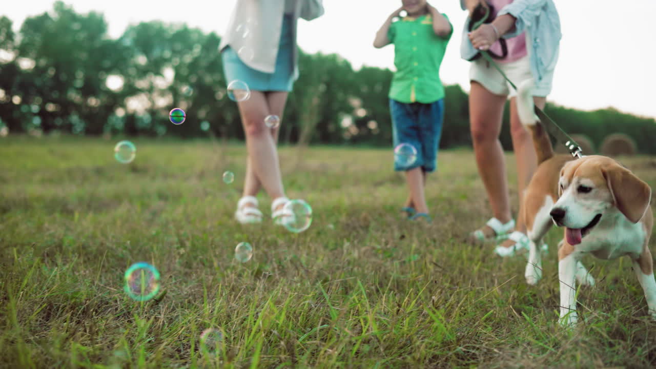 개 주인이 줄을 잡고 놀이하는 개는 떠다니는 거품을 기 위해 열심히 시도합니다. 사람들은 그 순간을 즐기며 근처에 서 있습니다. 초록색과 풀이있는 야외 시골 장면