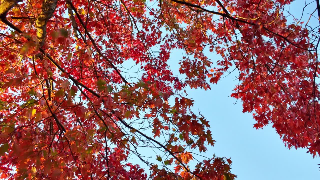 Camera tilts and rotates upward under a vibrant autumn tree with red leaves and blue sky