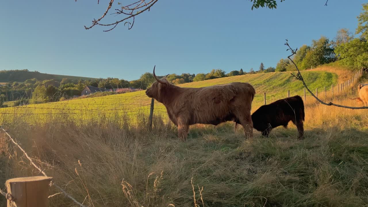 그녀의 새끼가 우유를 얻기 위해 유방을 빨고있는 동안 밖을 내다 보는 고원 암소